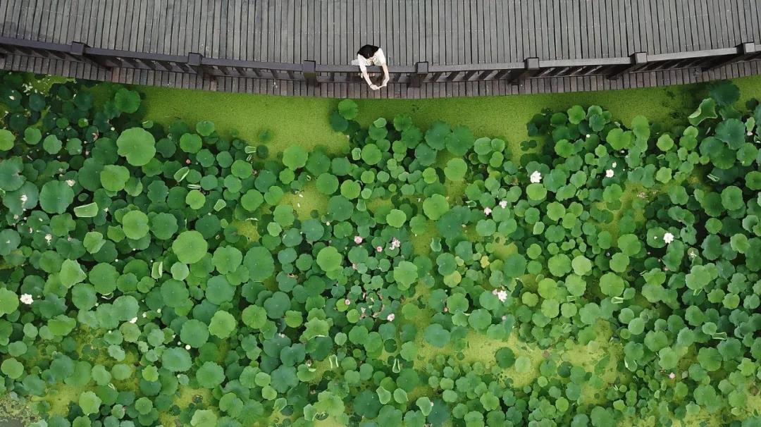 小暑荷叶